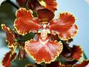 Oncidium forbesii